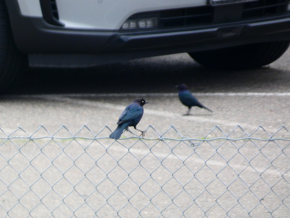 Трупіалець пурпуровий - ML645904664