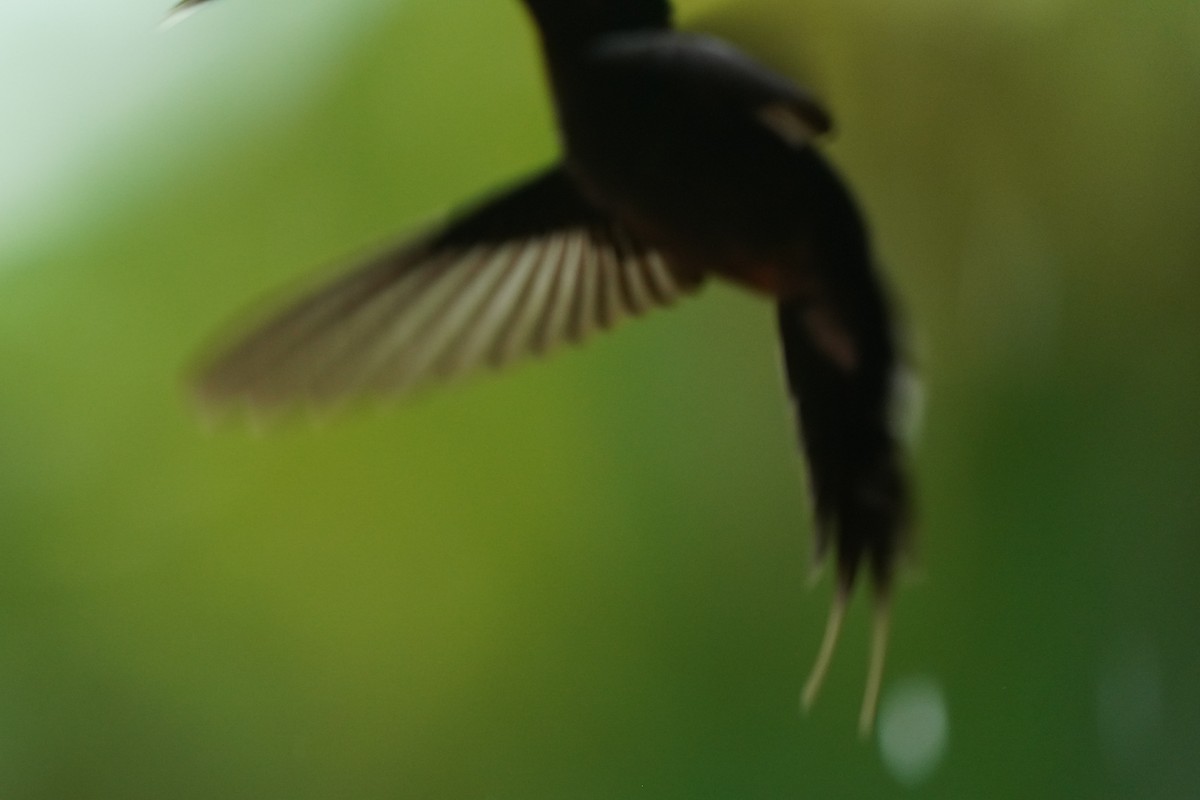 Green Hermit - ML645904665