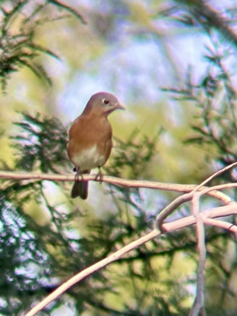 Eastern Bluebird - ML645904670
