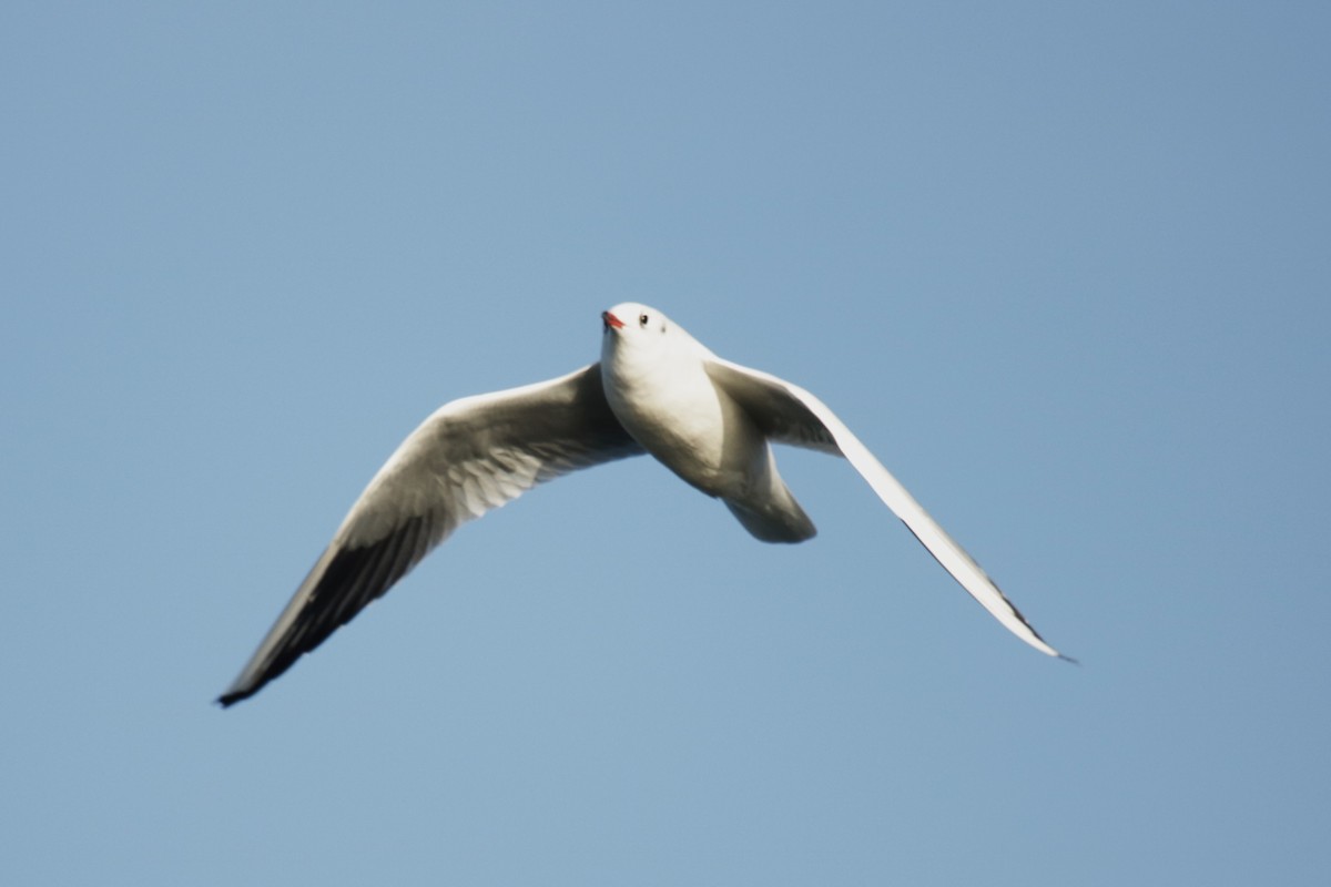 Black-headed Gull - ML645904671