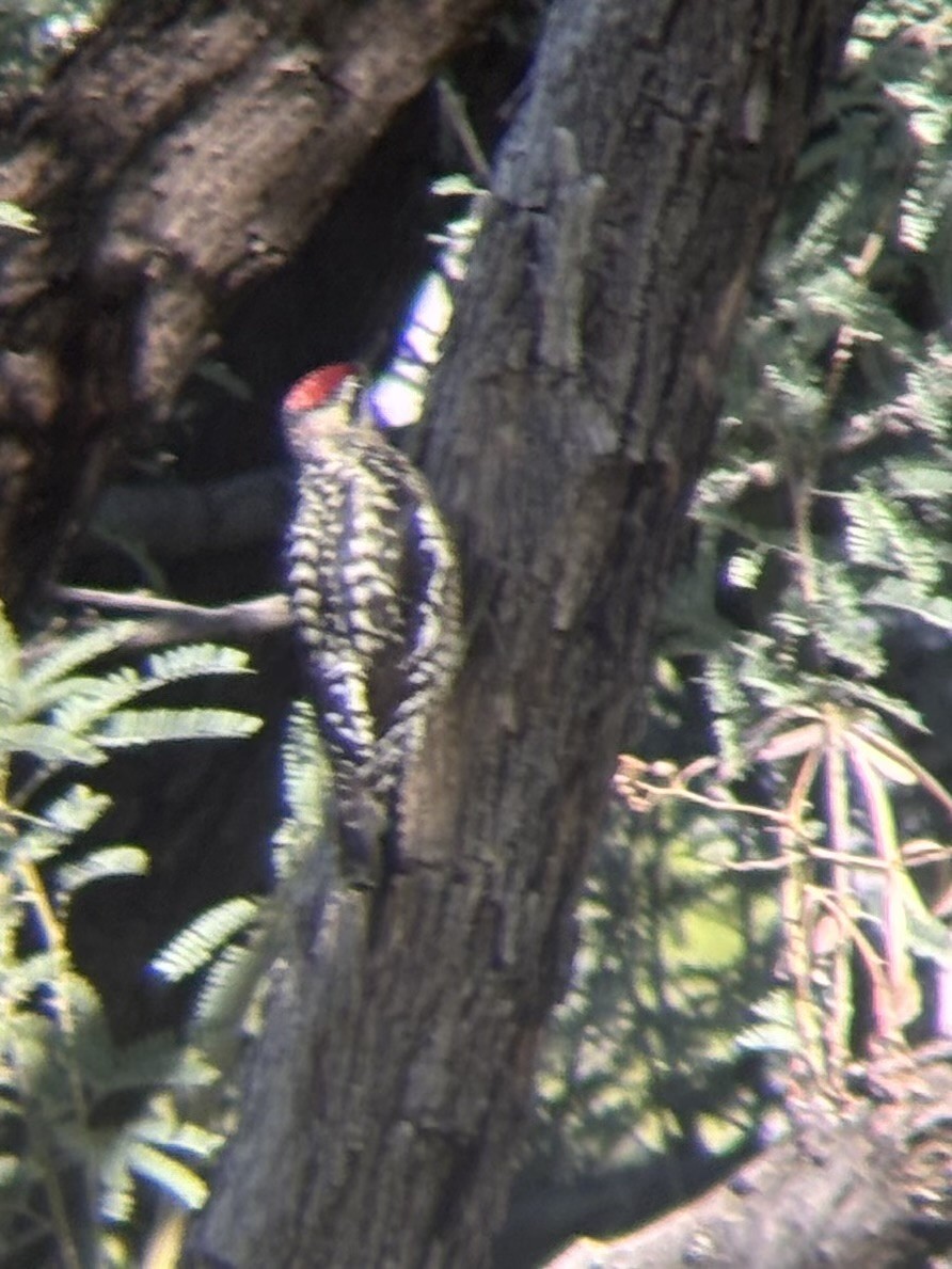 Red-naped Sapsucker - ML645904673
