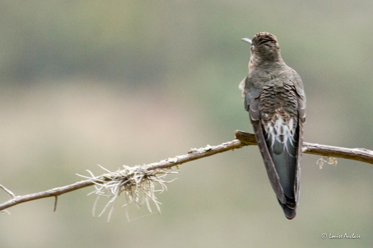 kolibřík velký - ML645904680