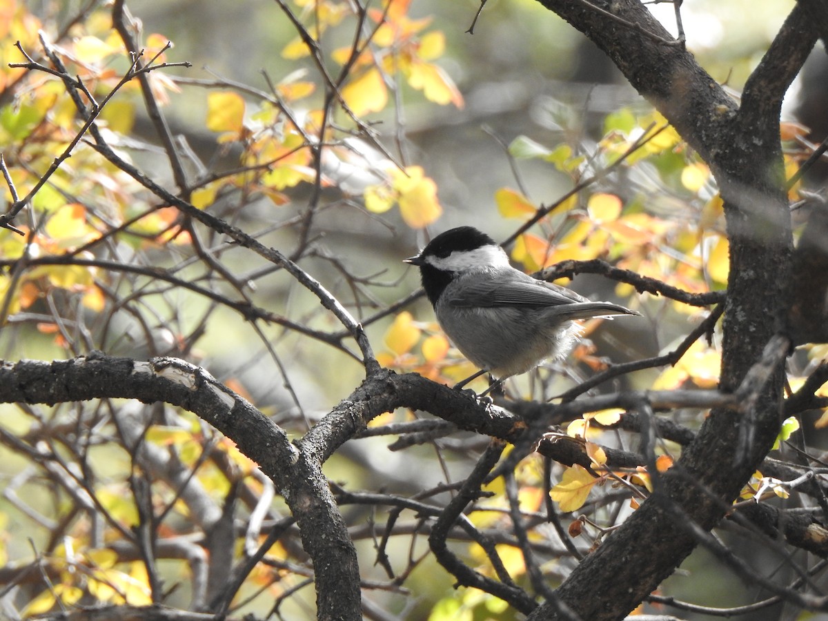 Grauflankenmeise - ML645904681