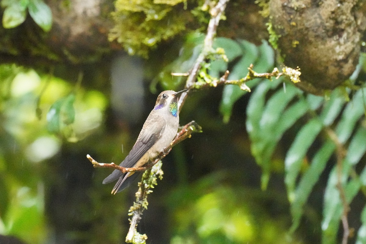 Brown Violetear - ML645904693