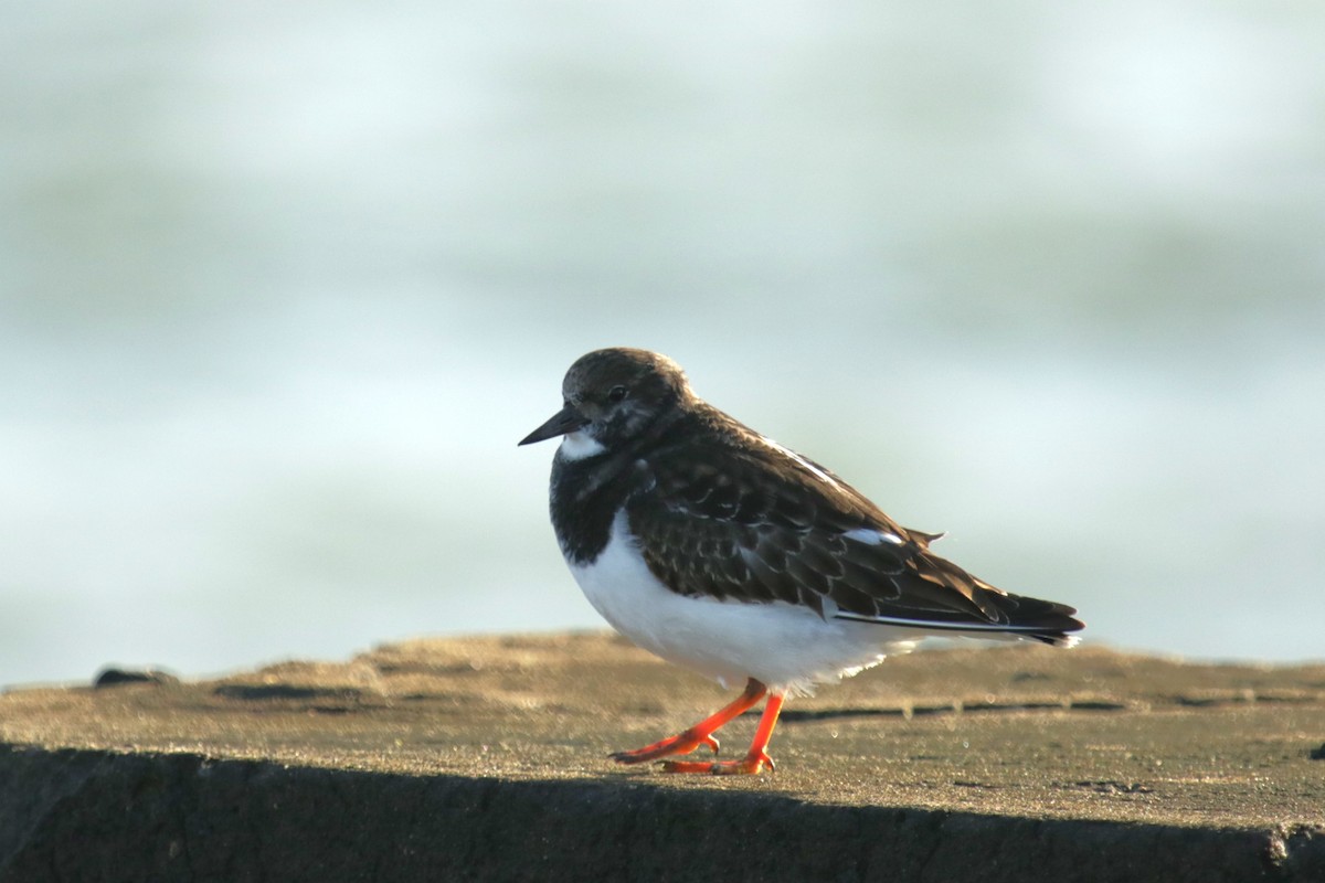 Ruddy Turnstone - ML645904697