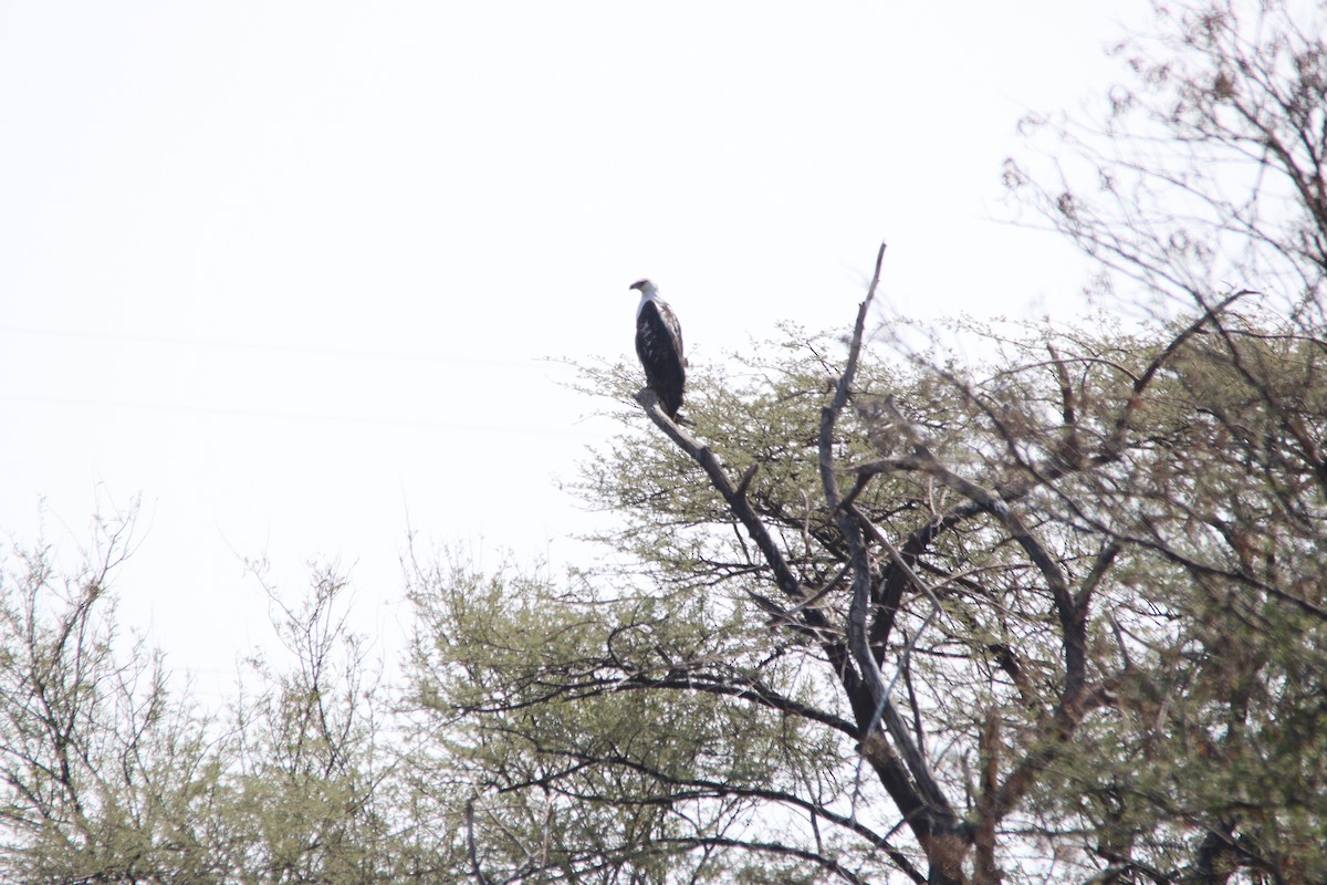 flodørn - ML645904698