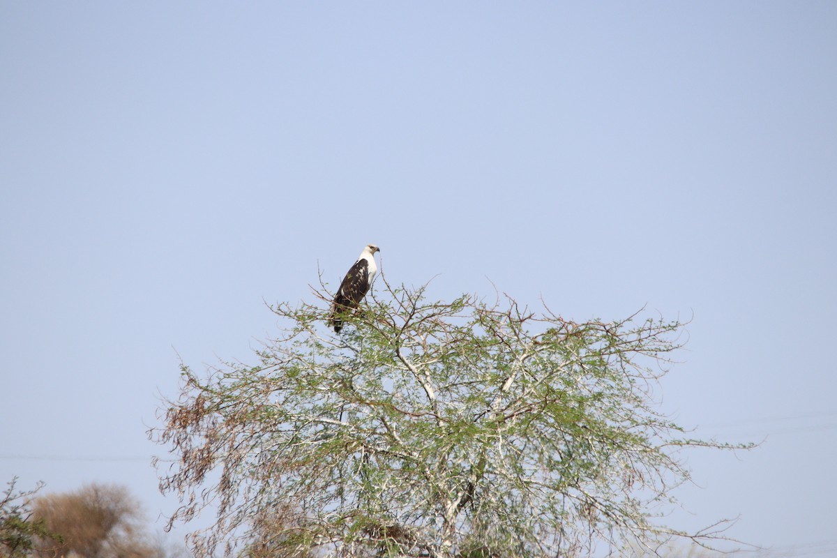 flodørn - ML645904699