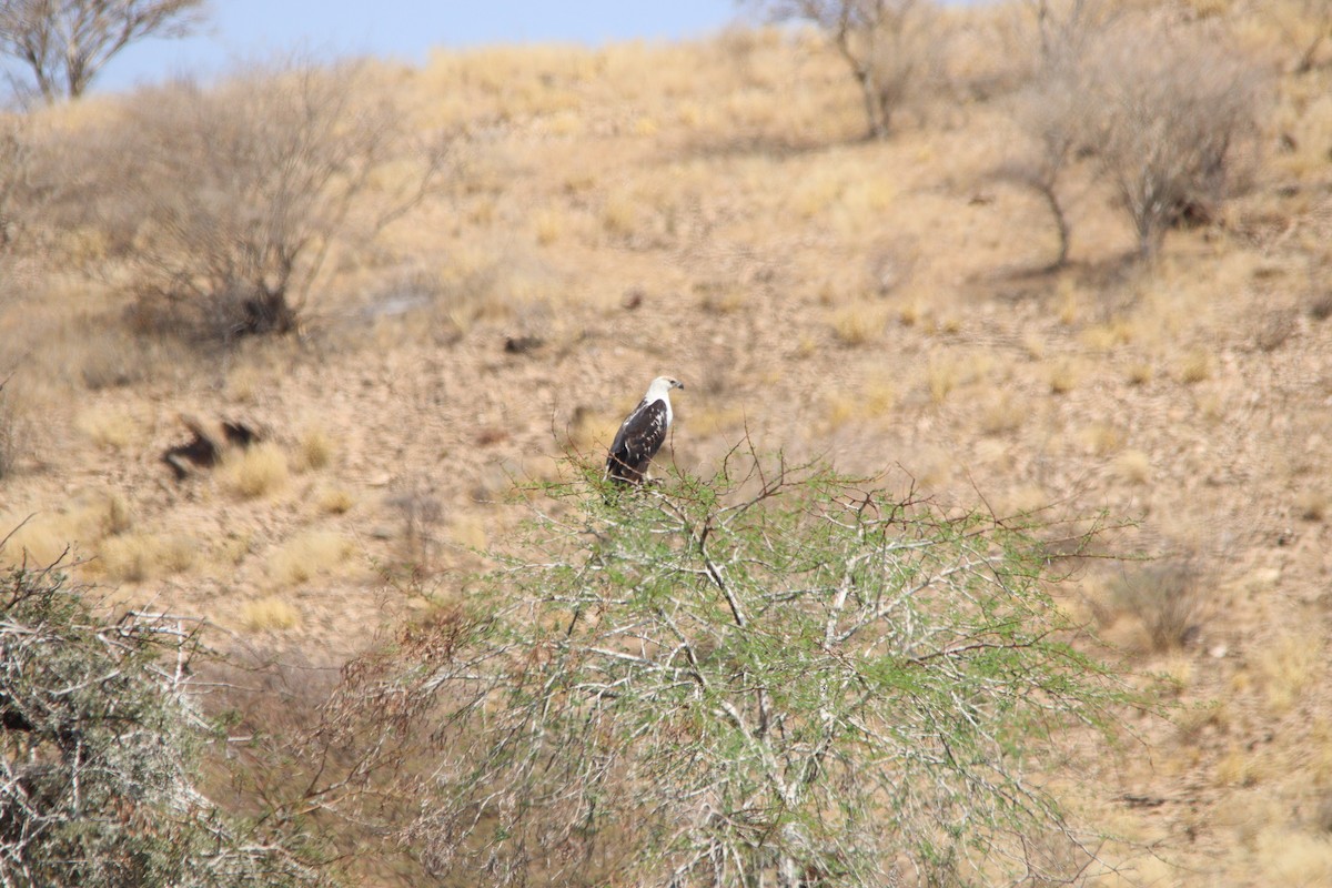 flodørn - ML645904700