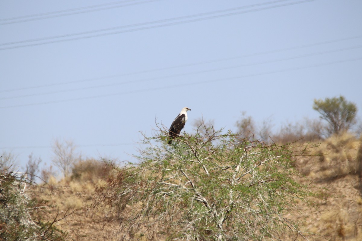 flodørn - ML645904701