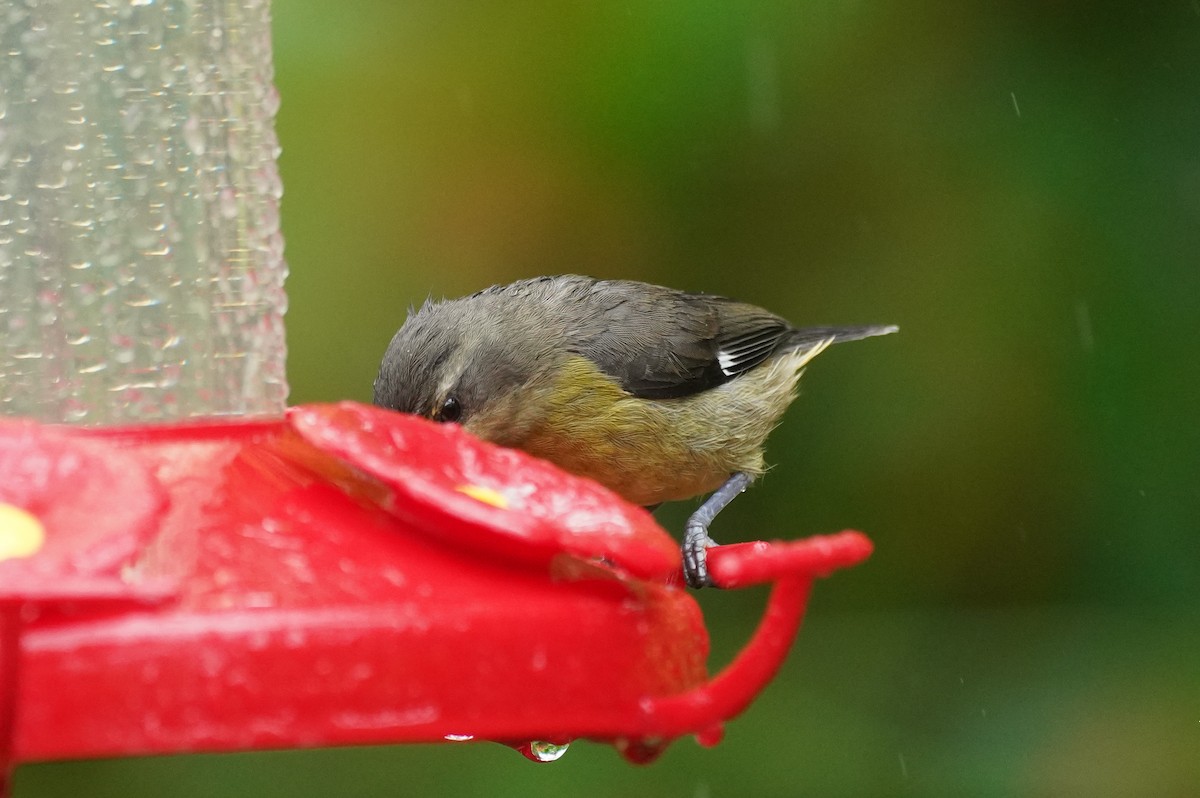 Bananaquit - ML645904703