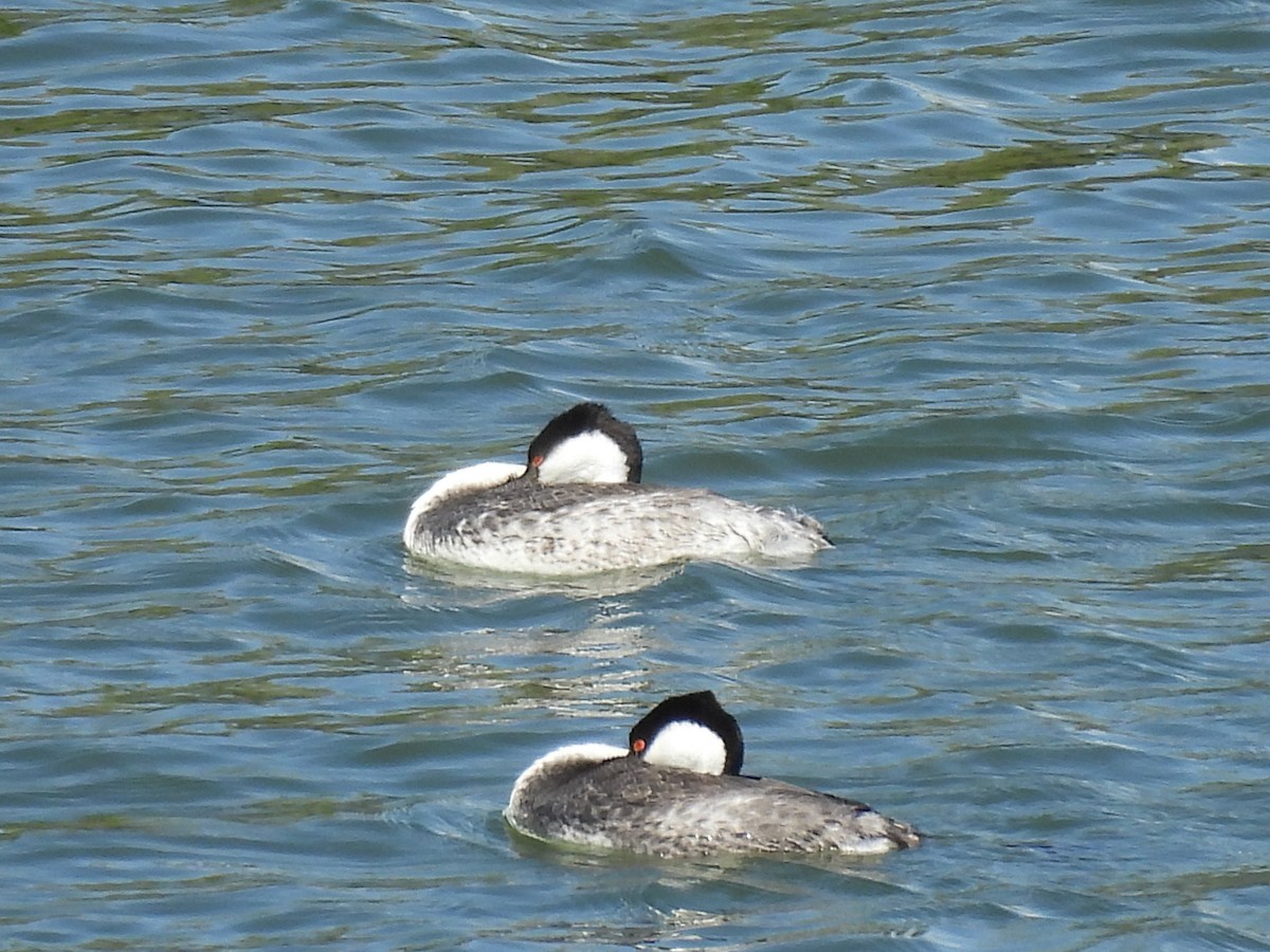 Western Grebe - ML645904714