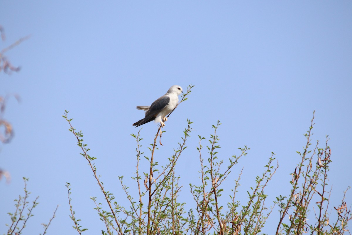 Black-winged Kite - ML645904719