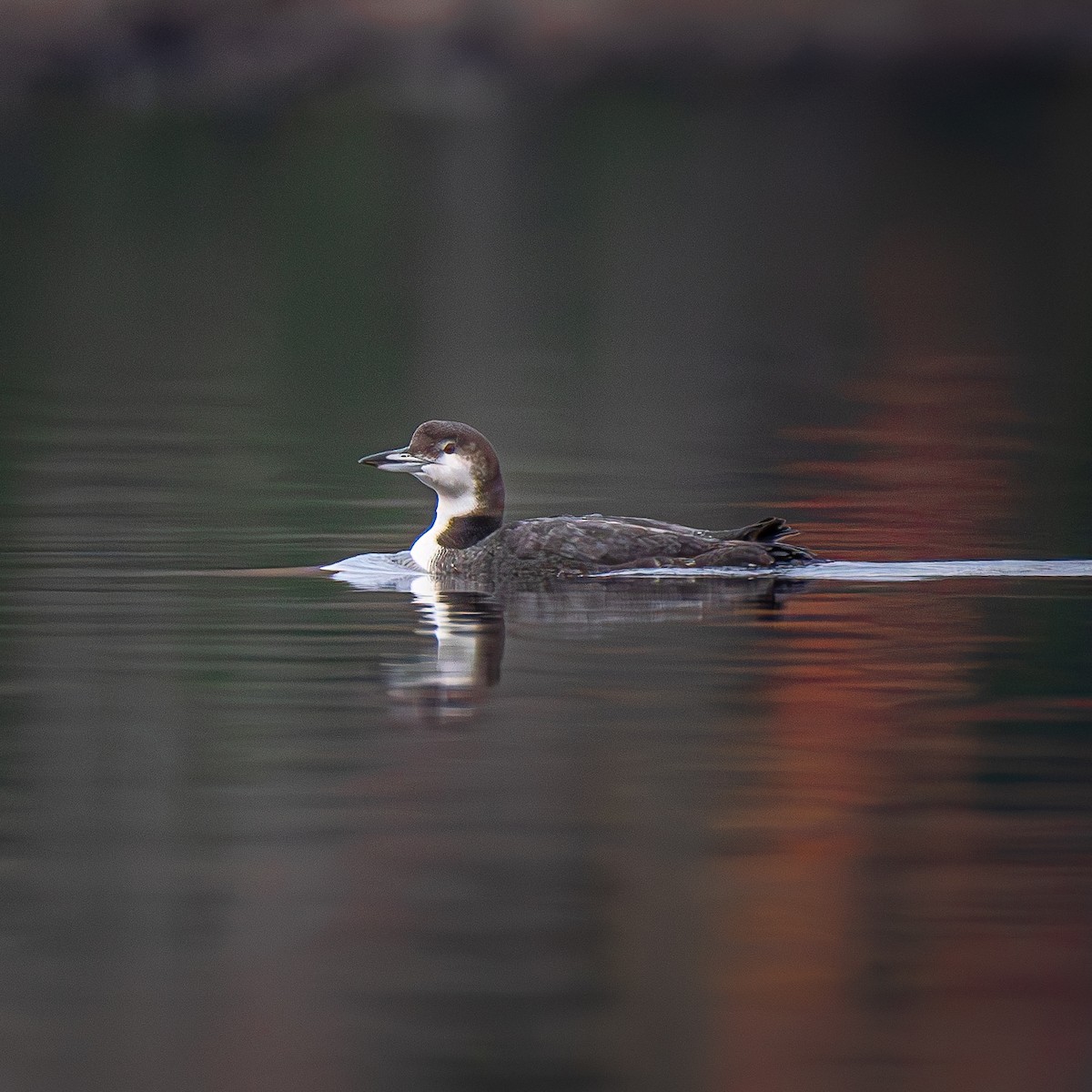 Colimbo Grande - ML645904723