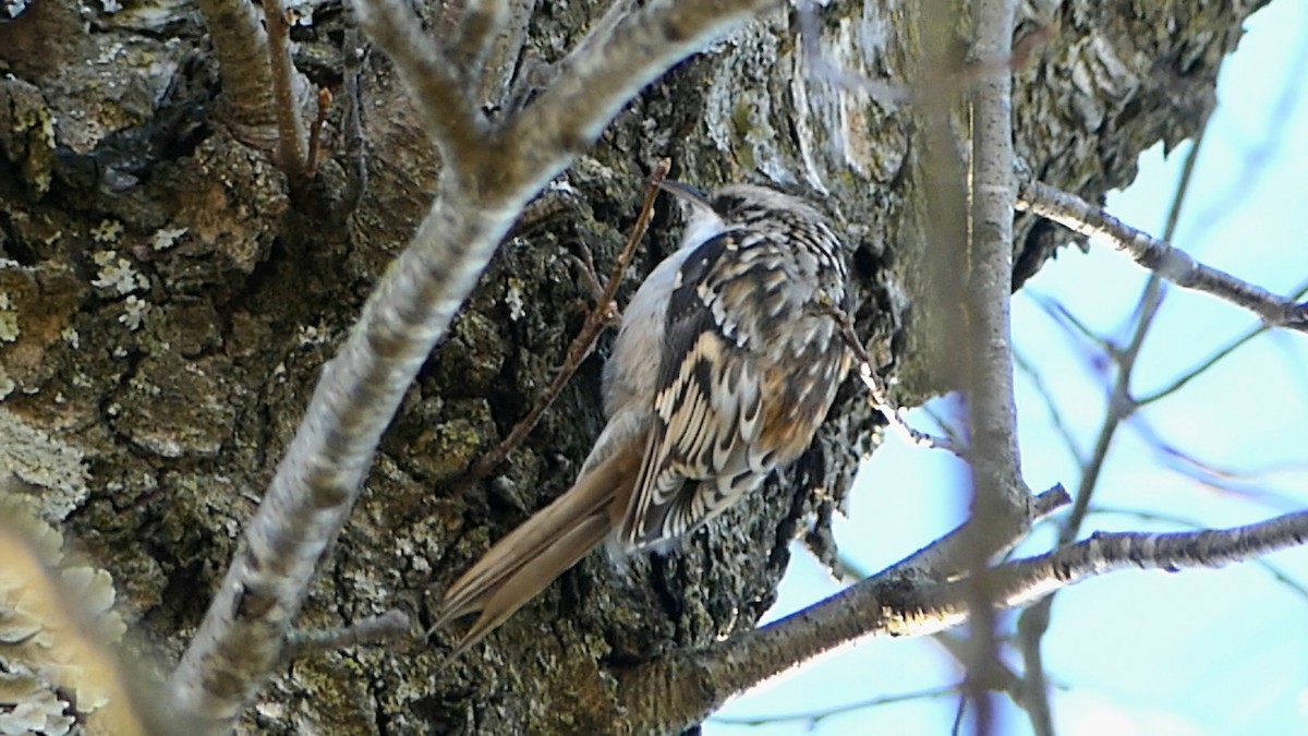 Brown Creeper - ML645904738