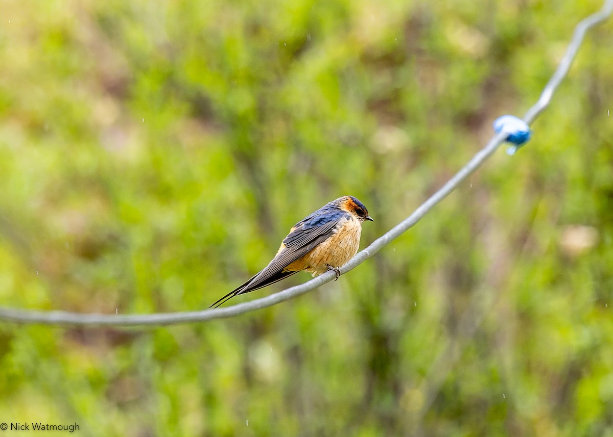 Eastern Red-rumped Swallow - ML645904739