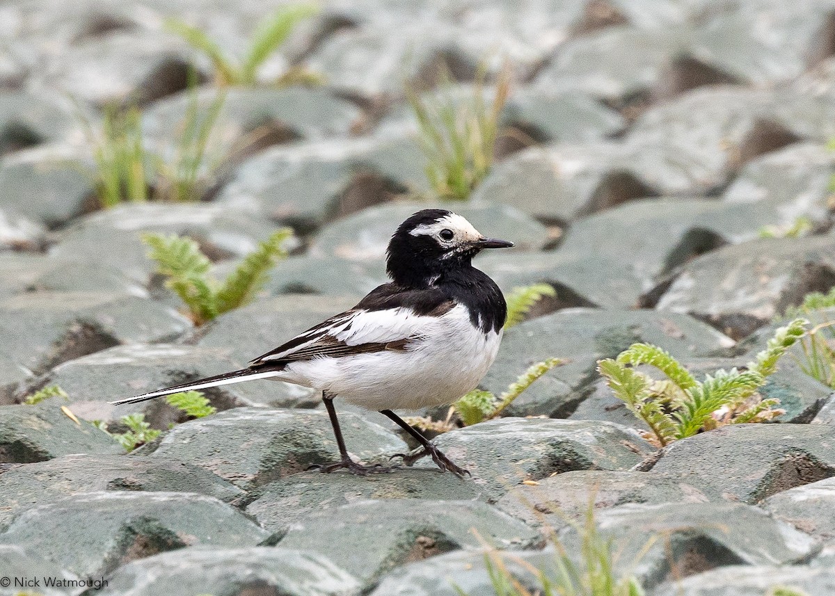 White Wagtail (Hodgson's) - ML645904760