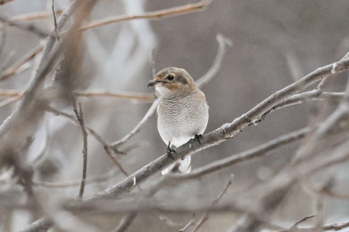 オオモズ - ML645904787