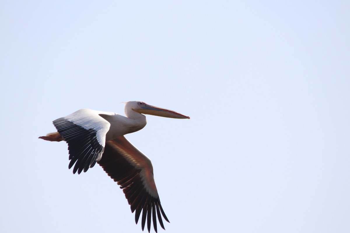 Great White Pelican - ML645904789