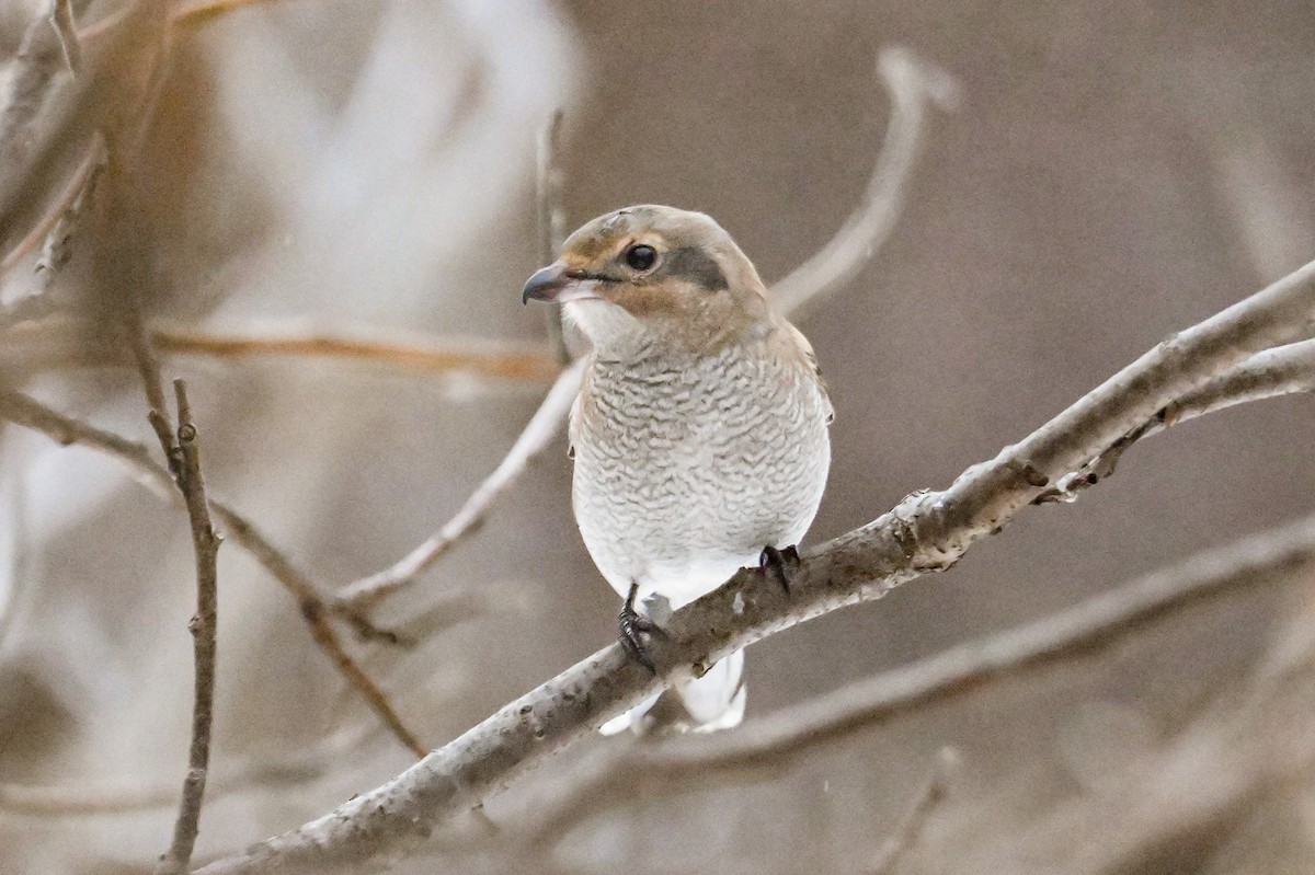 Northern Shrike - ML645904790