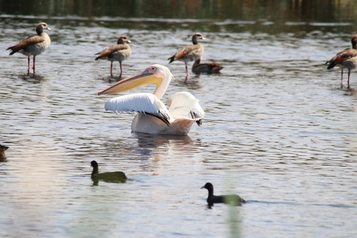 Great White Pelican - ML645904792