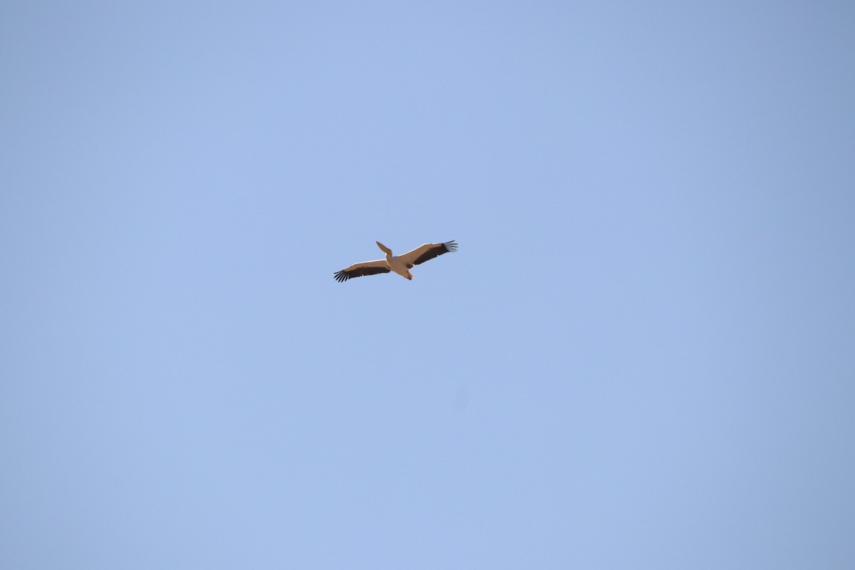 Great White Pelican - ML645904794