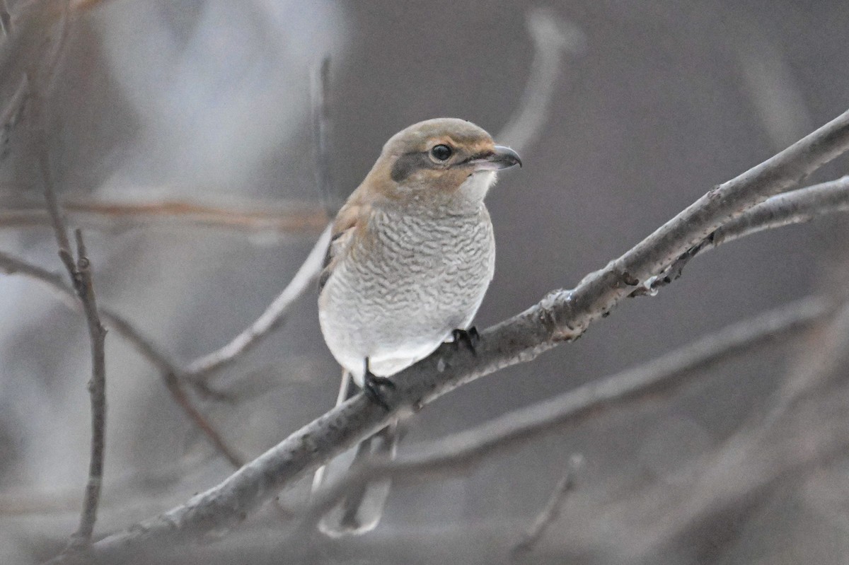 Northern Shrike - ML645904795