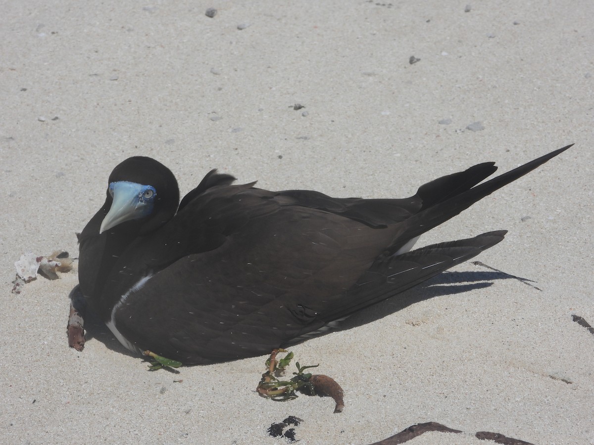 Brown Booby - ML645904797