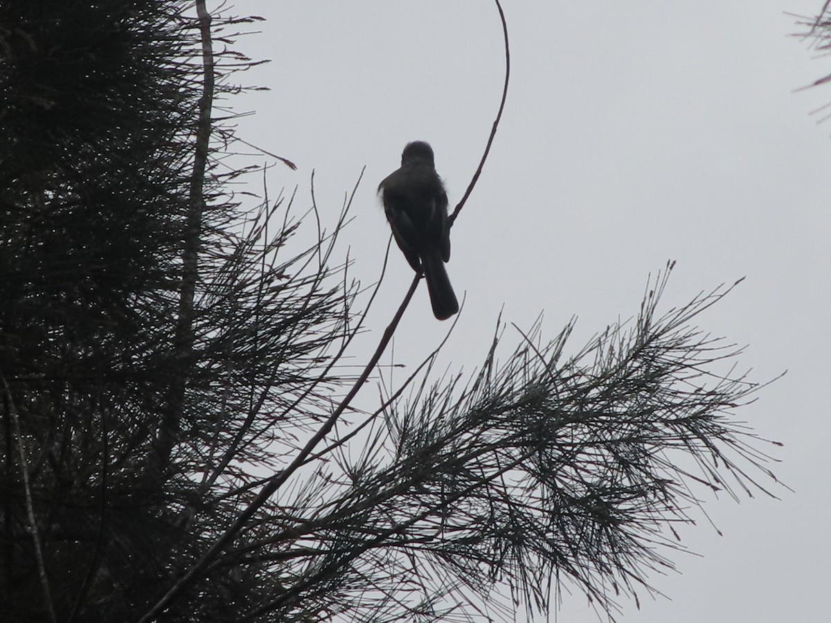 Dusky-capped Flycatcher - ML645904798
