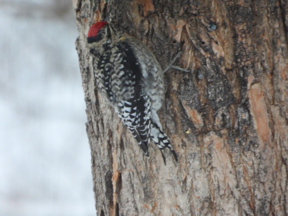 Yellow-bellied Sapsucker - ML645904799