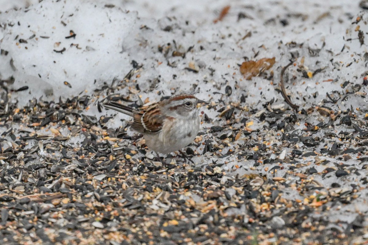 American Tree Sparrow - ML645904802