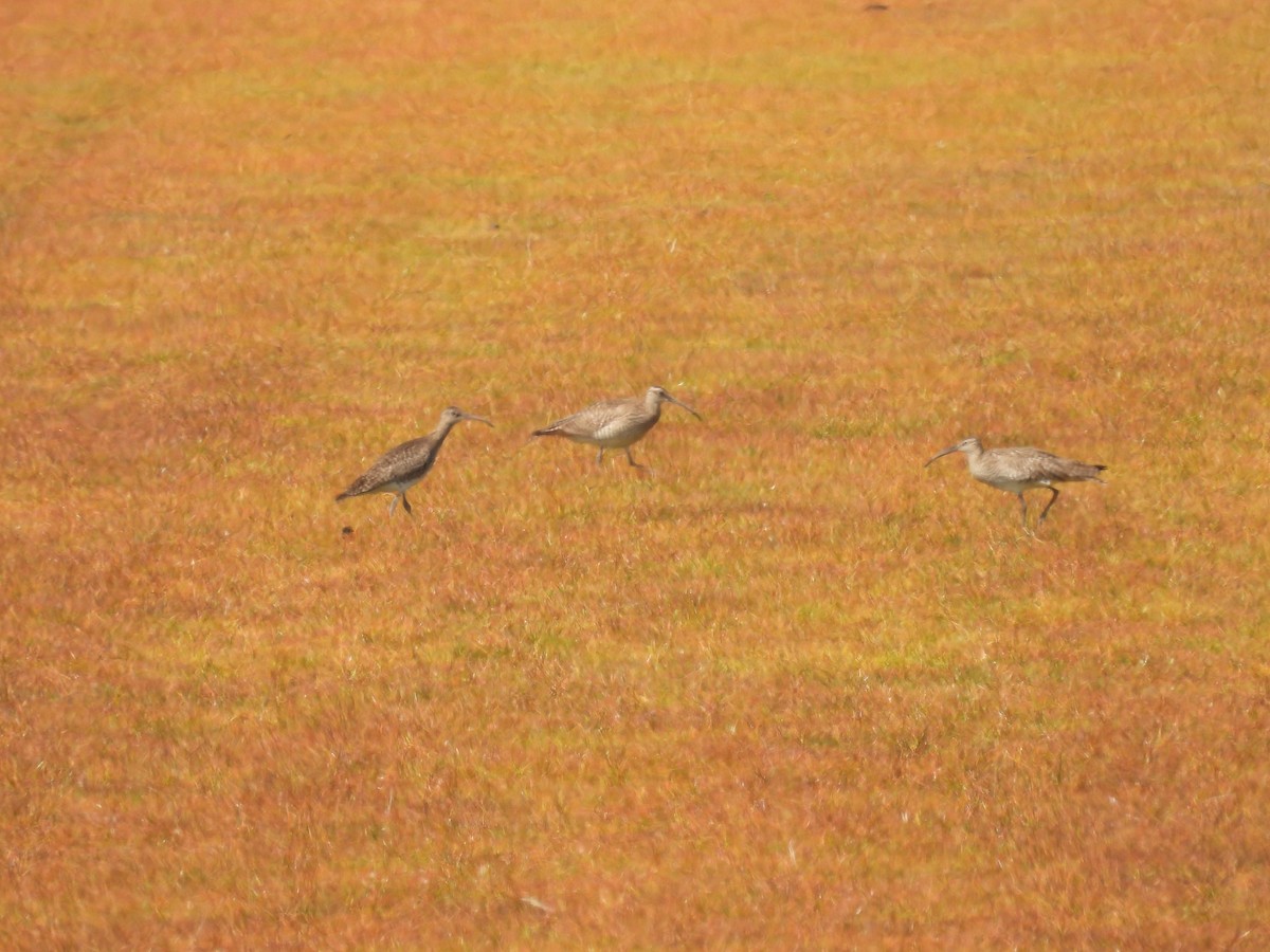 Eurasian Whimbrel - ML645904803