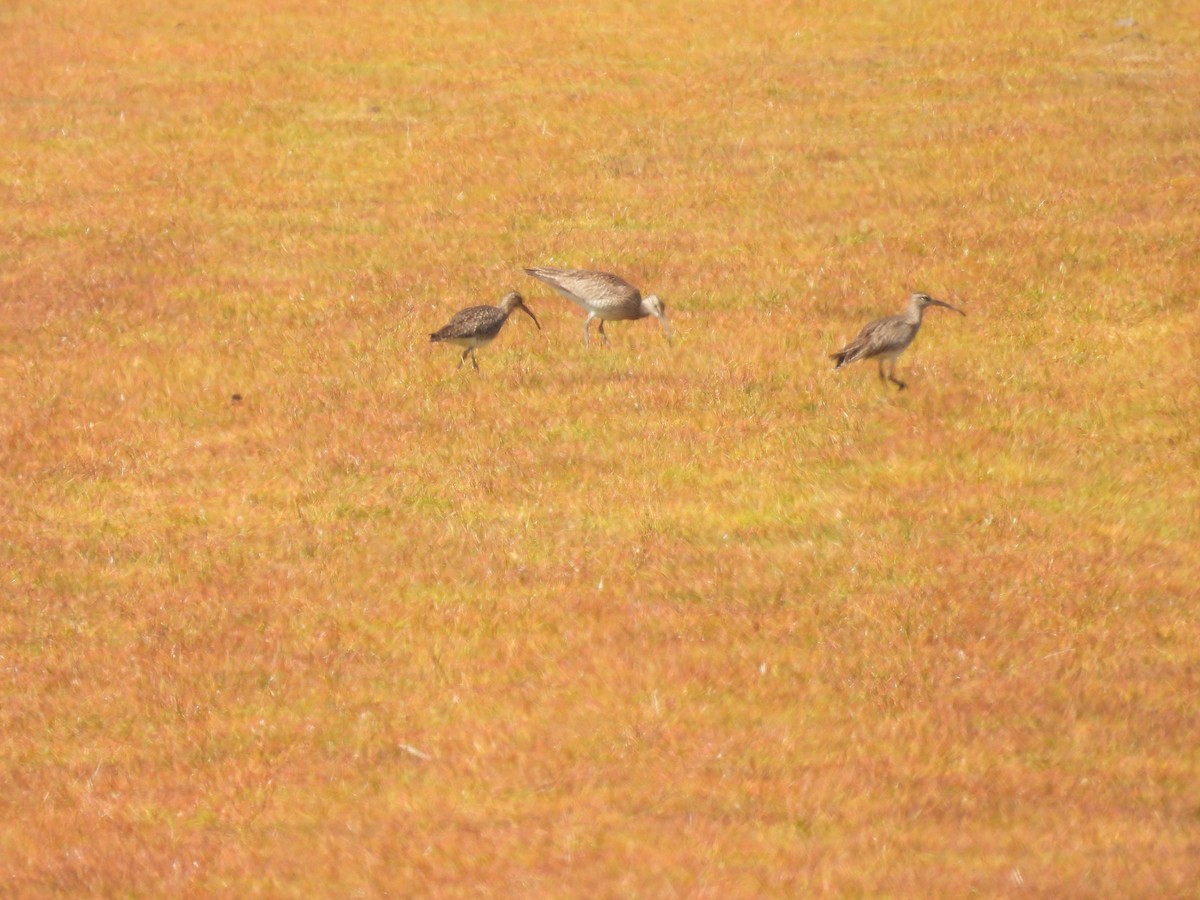 Eurasian Whimbrel - ML645904804