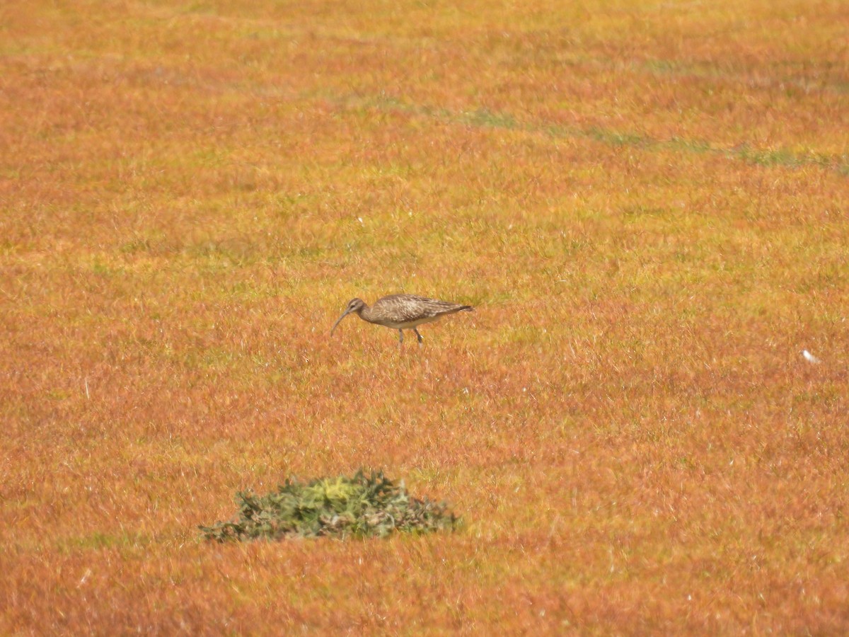 Eurasian Whimbrel - ML645904805