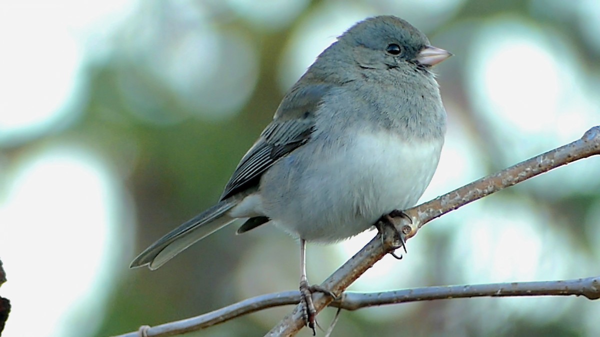 Dark-eyed Junco - ML645904808