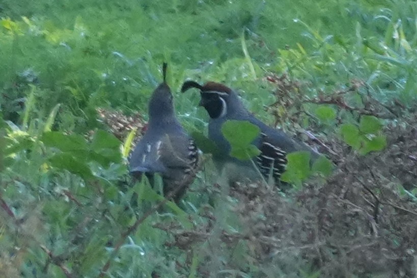 Gambel's Quail - ML645904812