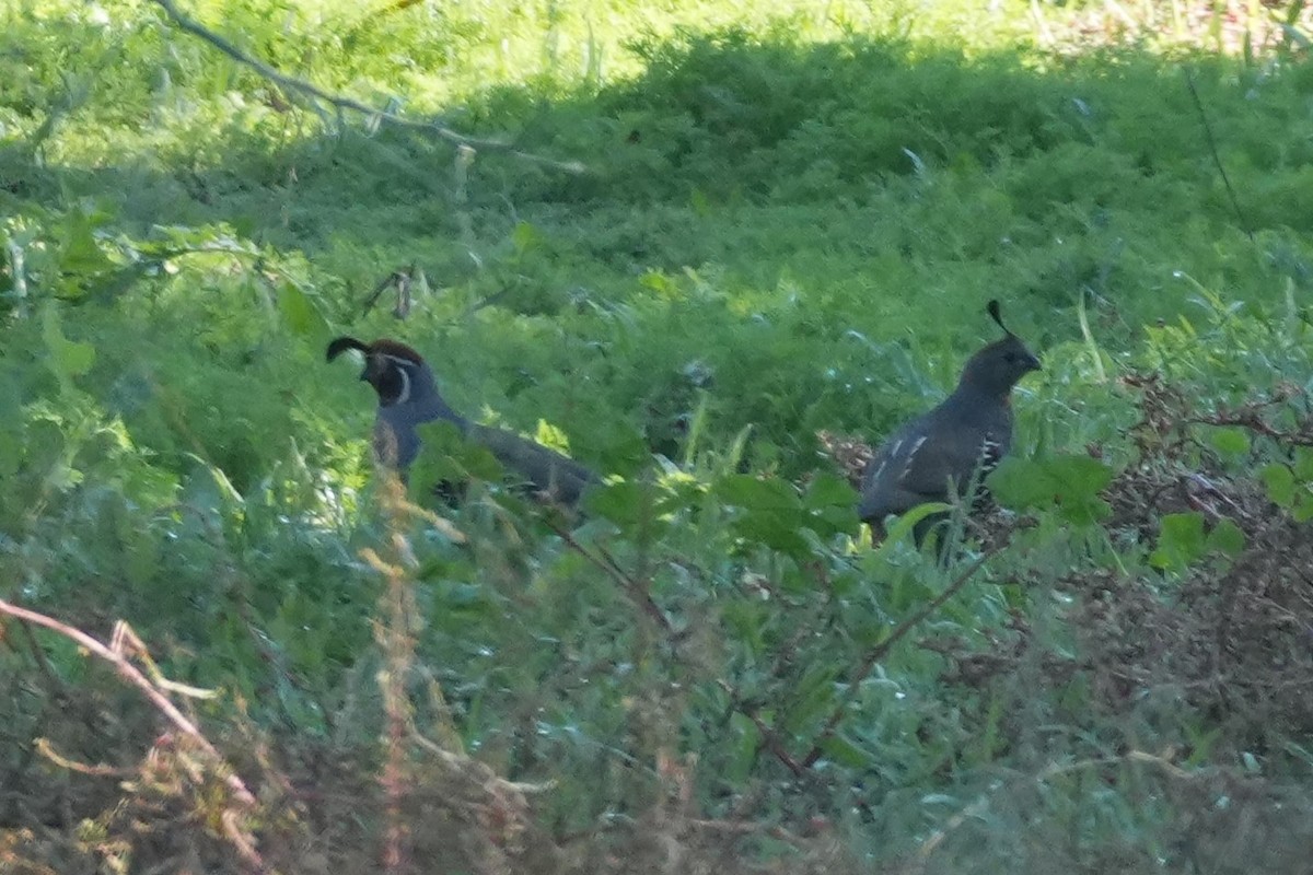 Gambel's Quail - ML645904813
