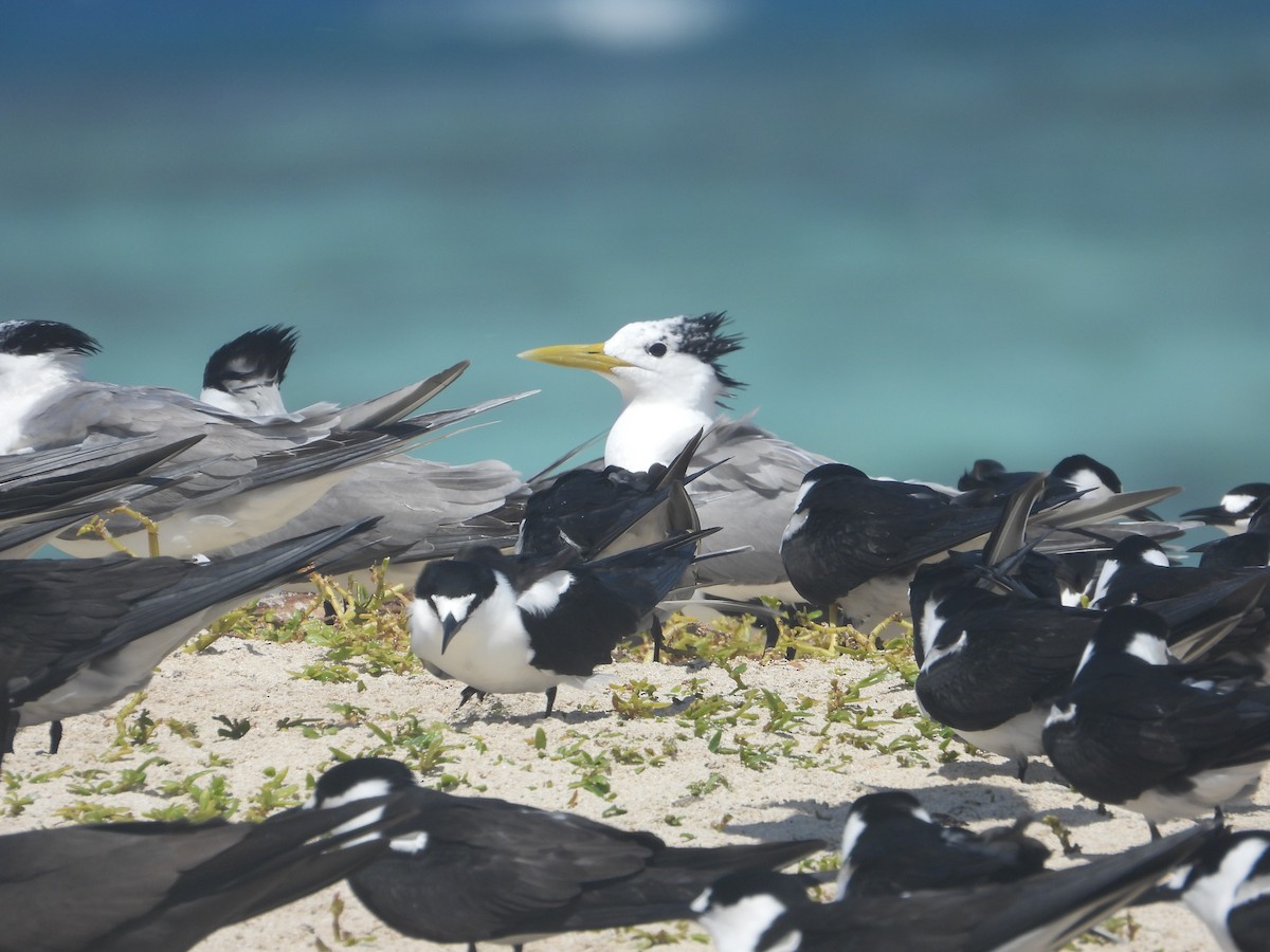Great Crested Tern - ML645904815