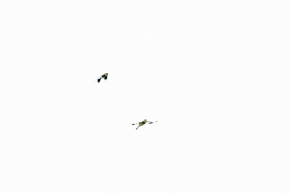 Snow Bunting - ML645904816