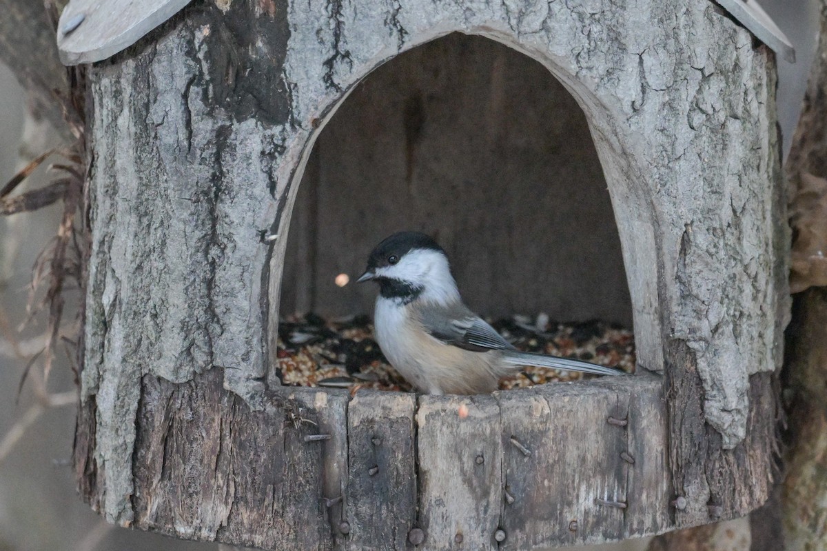 Black-capped Chickadee - ML645904817