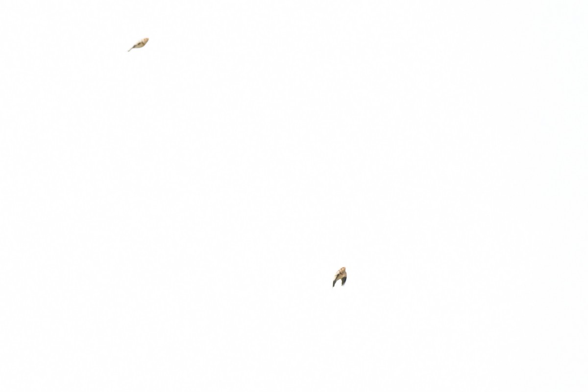 Snow Bunting - ML645904818