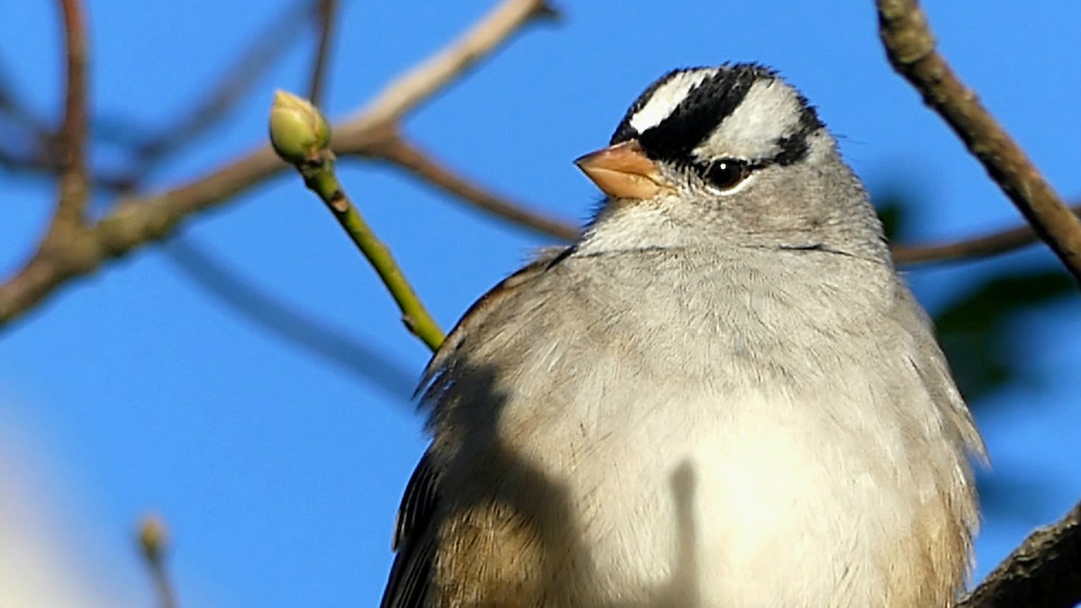 White-crowned Sparrow - ML645904819