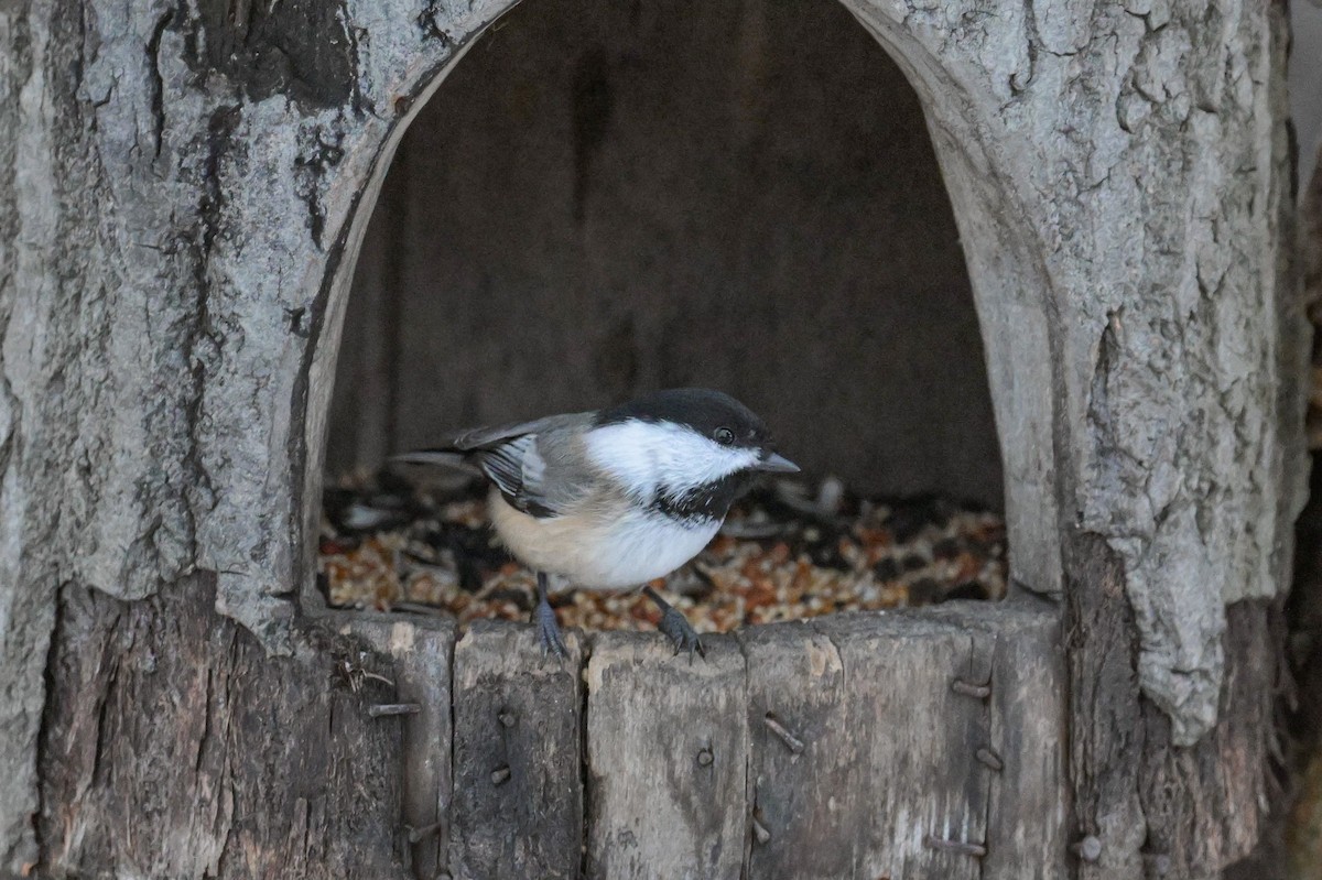 Black-capped Chickadee - ML645904820