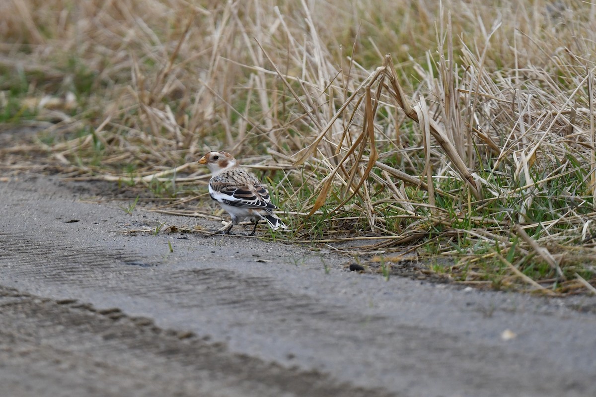 Snow Bunting - ML645904822