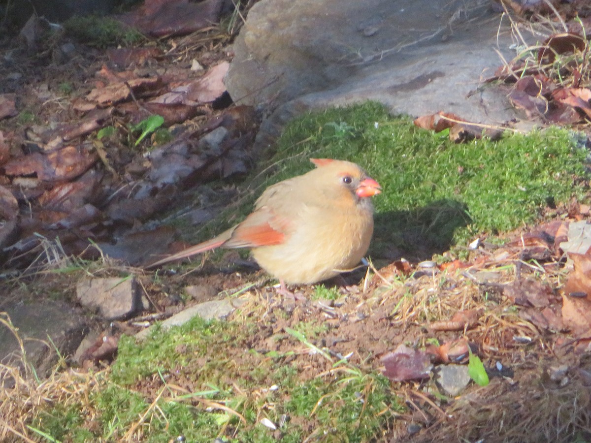 Northern Cardinal - ML645904823