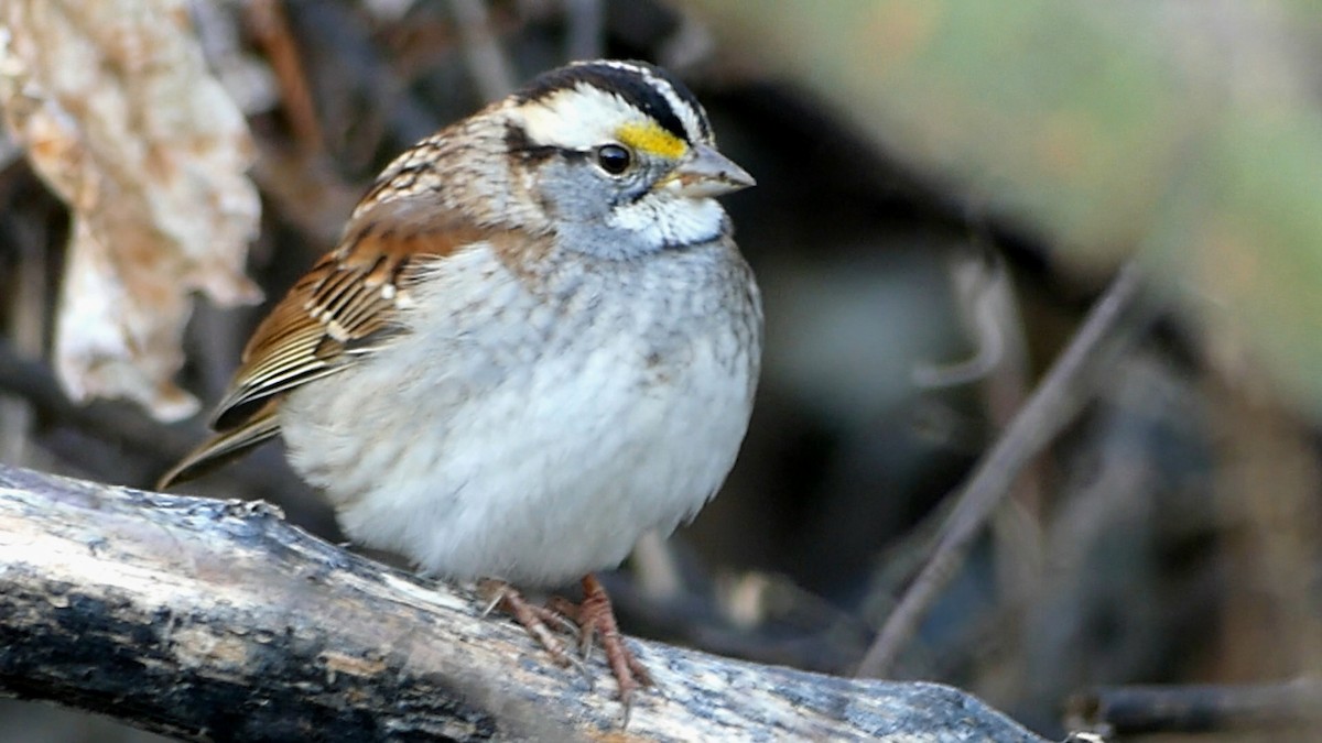 White-throated Sparrow - ML645904826