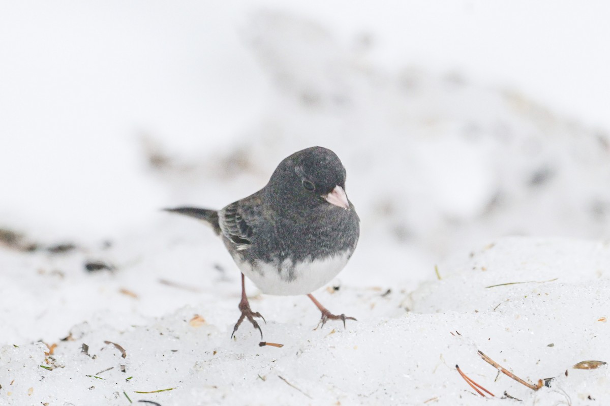 Dark-eyed Junco - ML645904827