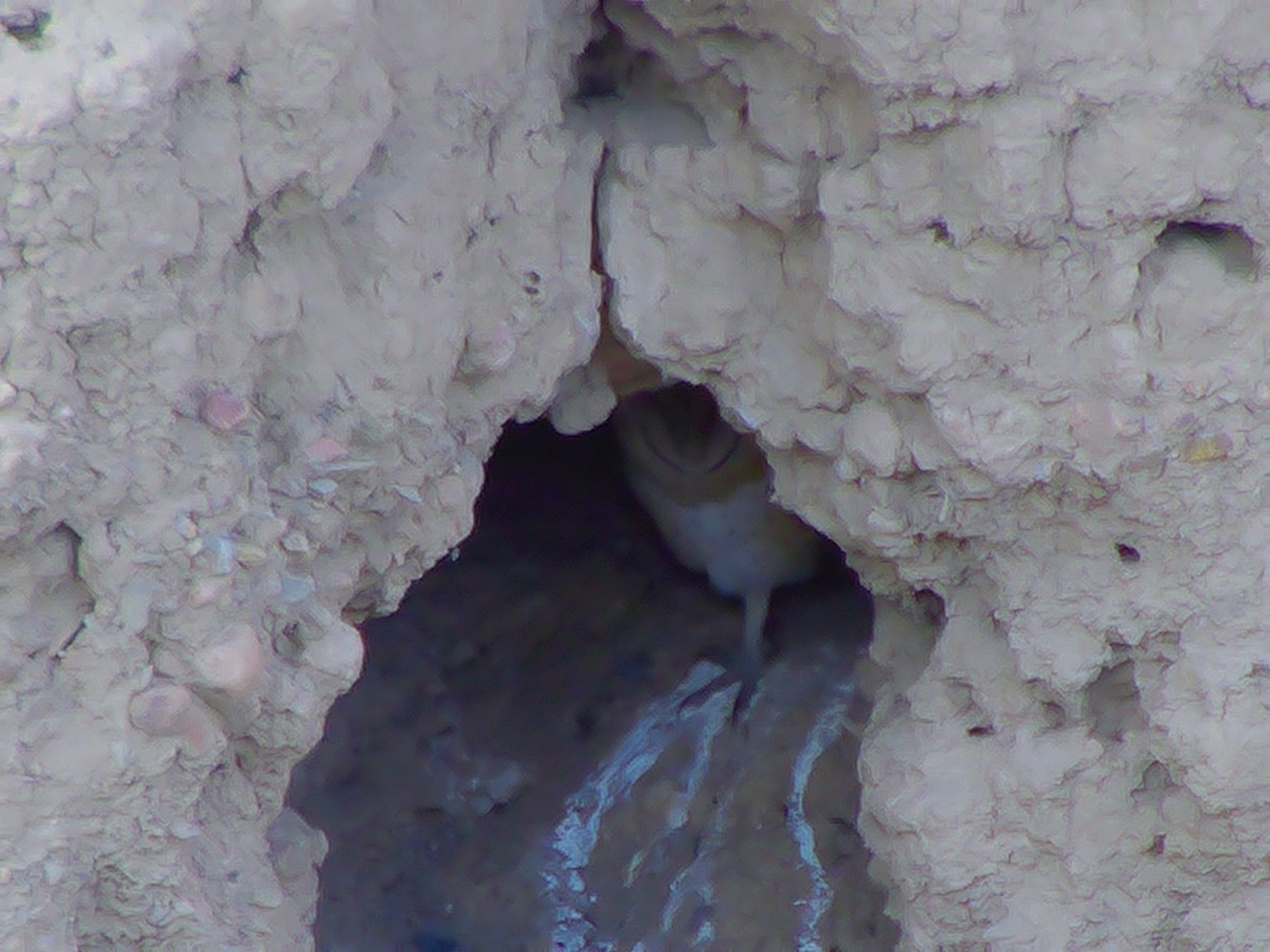 American Barn Owl - ML645904828