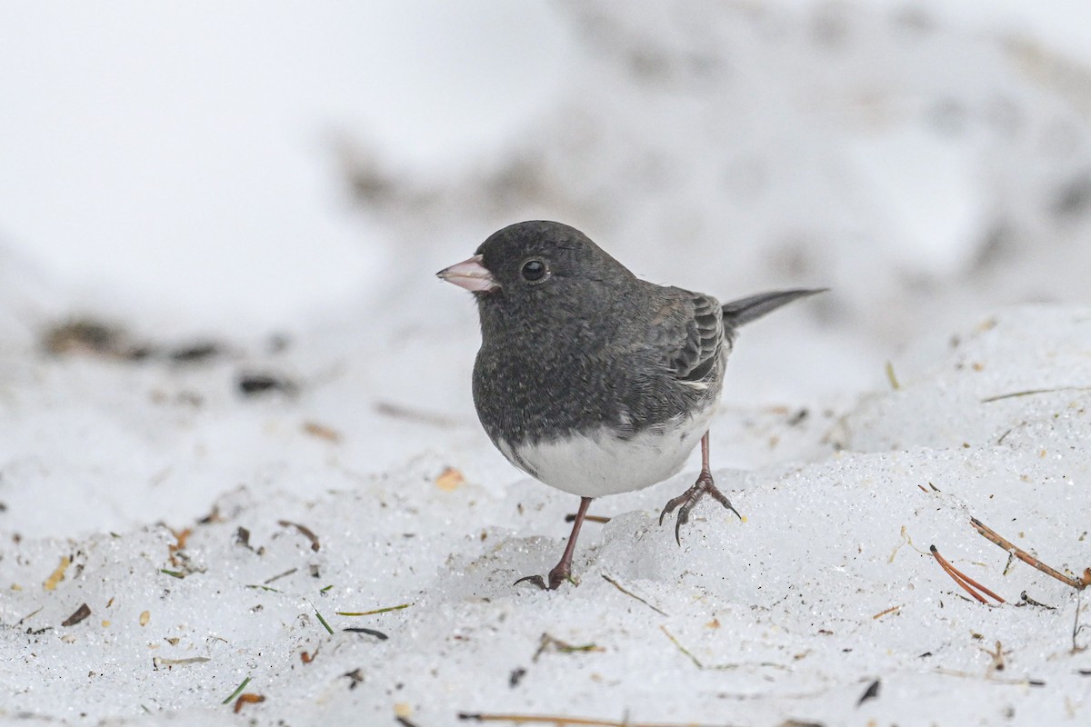 Dark-eyed Junco - ML645904830