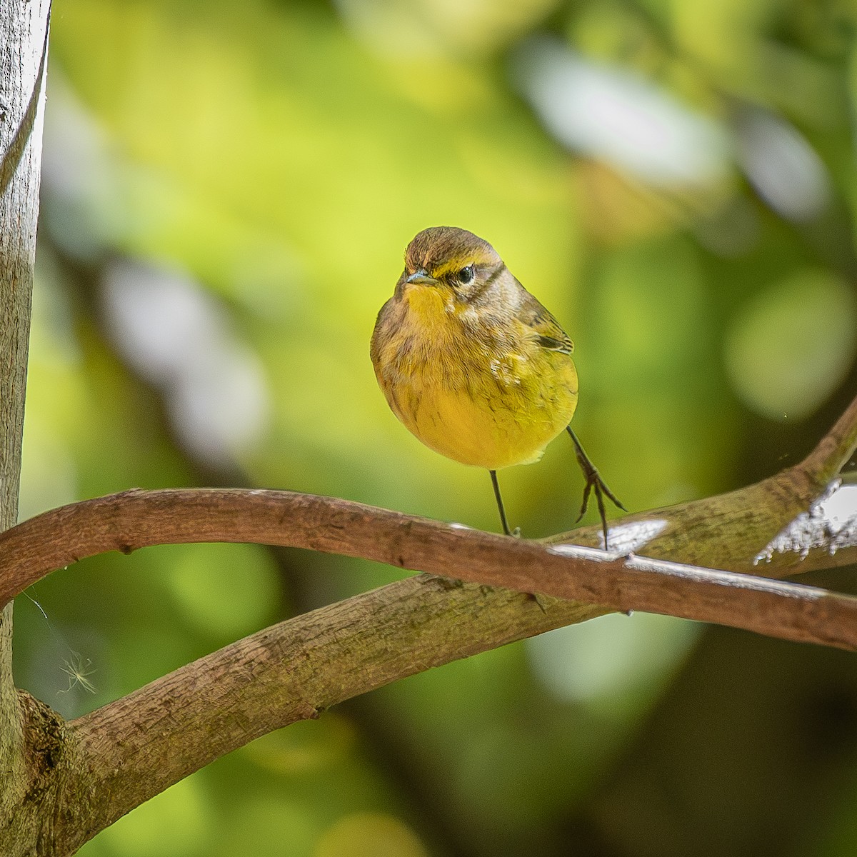 Palm Warbler - ML645904836