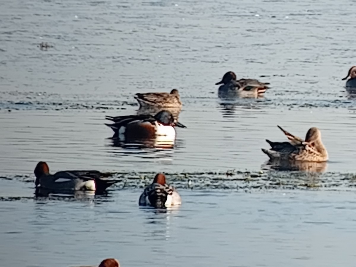 lžičák pestrý - ML645904840